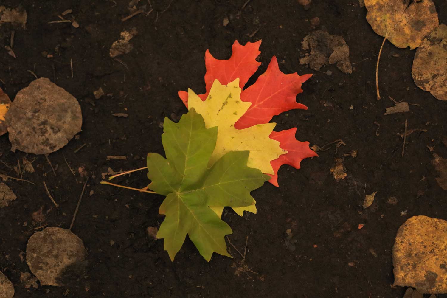 Red, yellow and green leaves on the ground