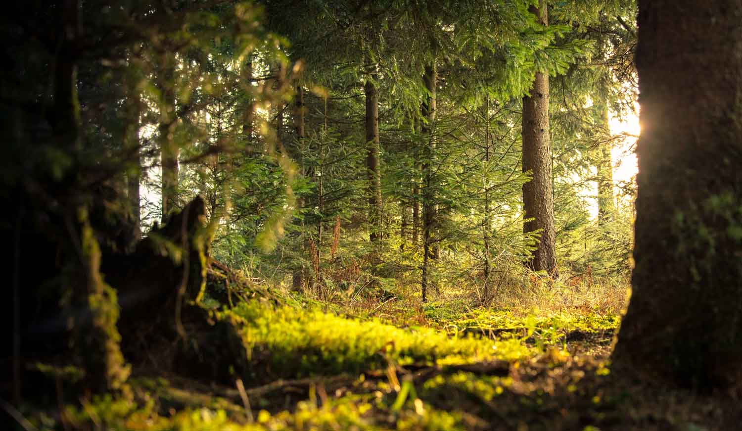 View through the forest into a clearing